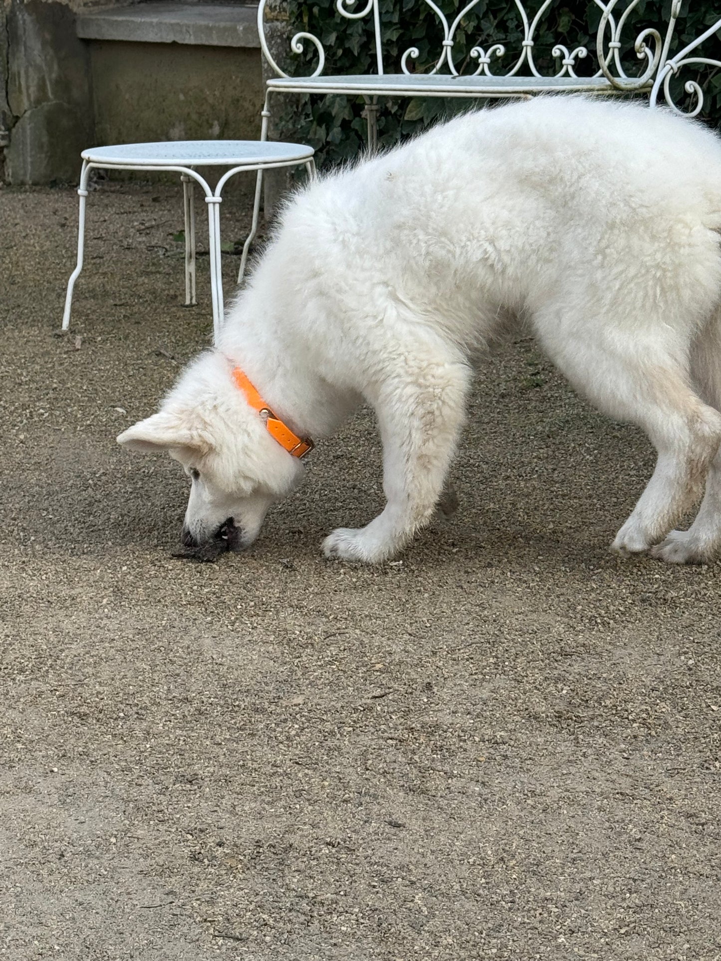 Collier biothane 19mm