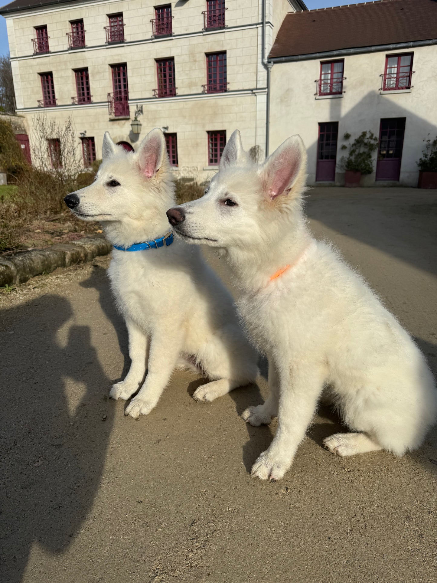 Collier biothane 19mm