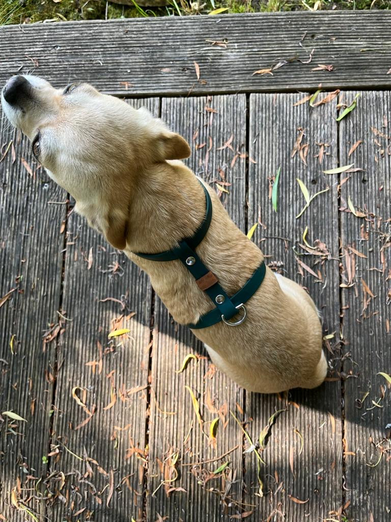 Harnais chat et petit chien