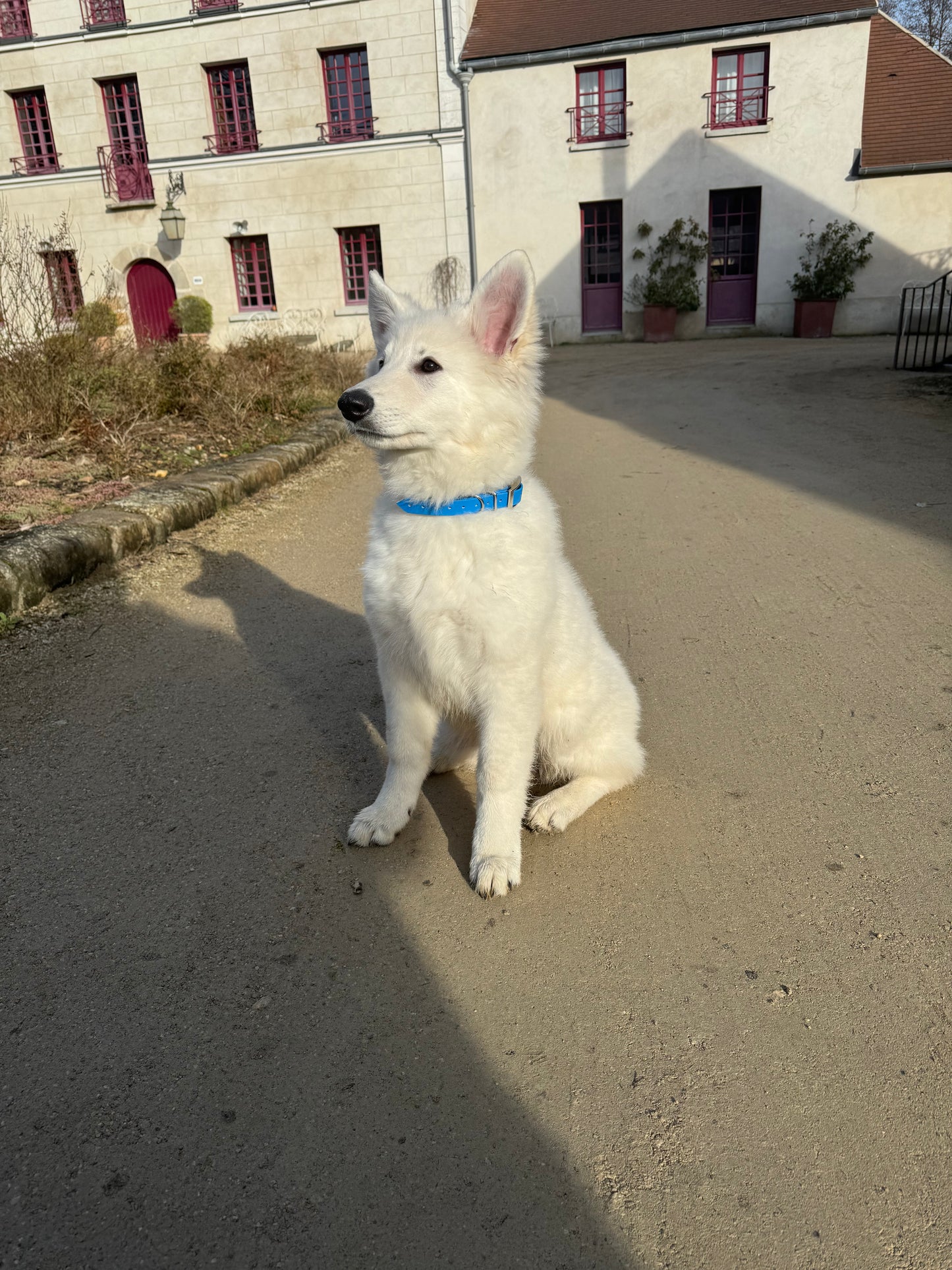 Collier biothane 19mm