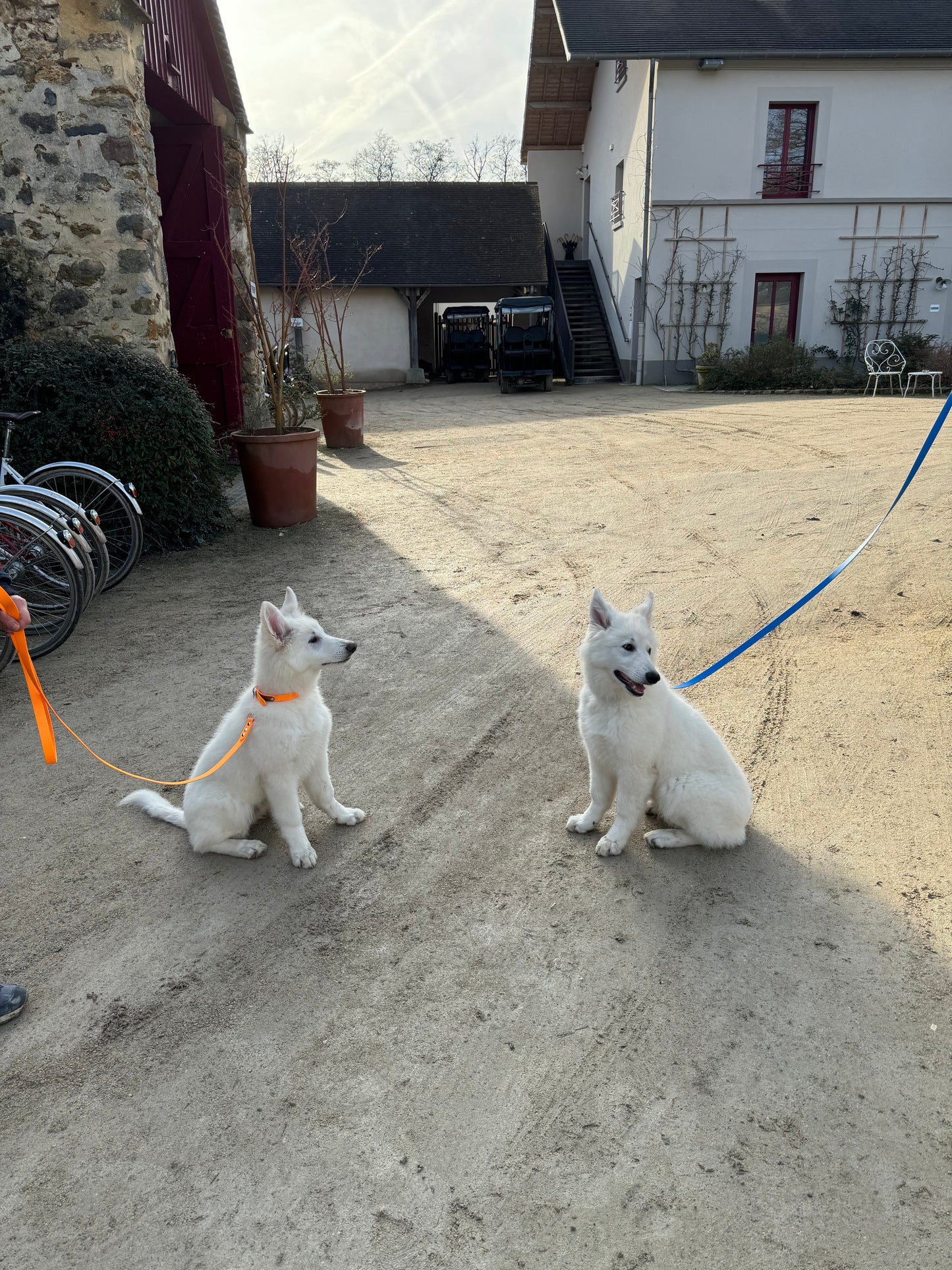 Laisse biothane 16 mm