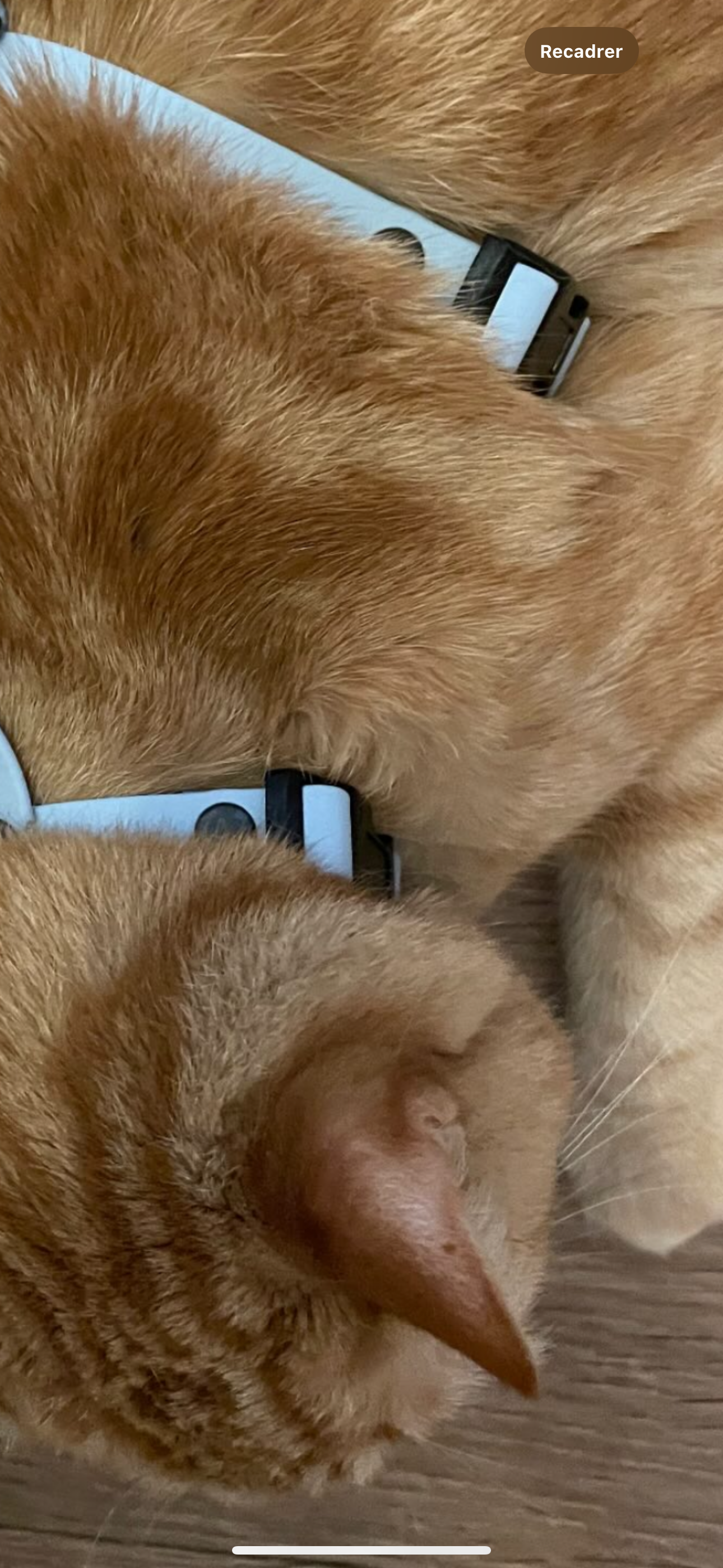 Harnais chat et petit chien