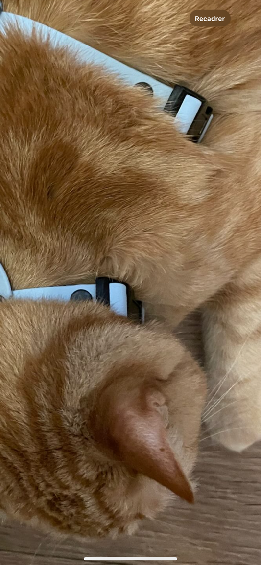 Harnais chat et petit chien