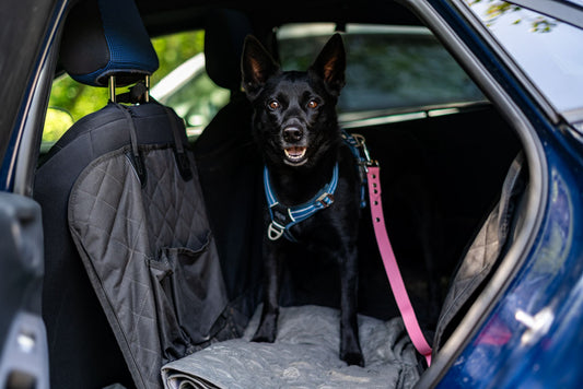 Ceinture de sécurité pour chiens