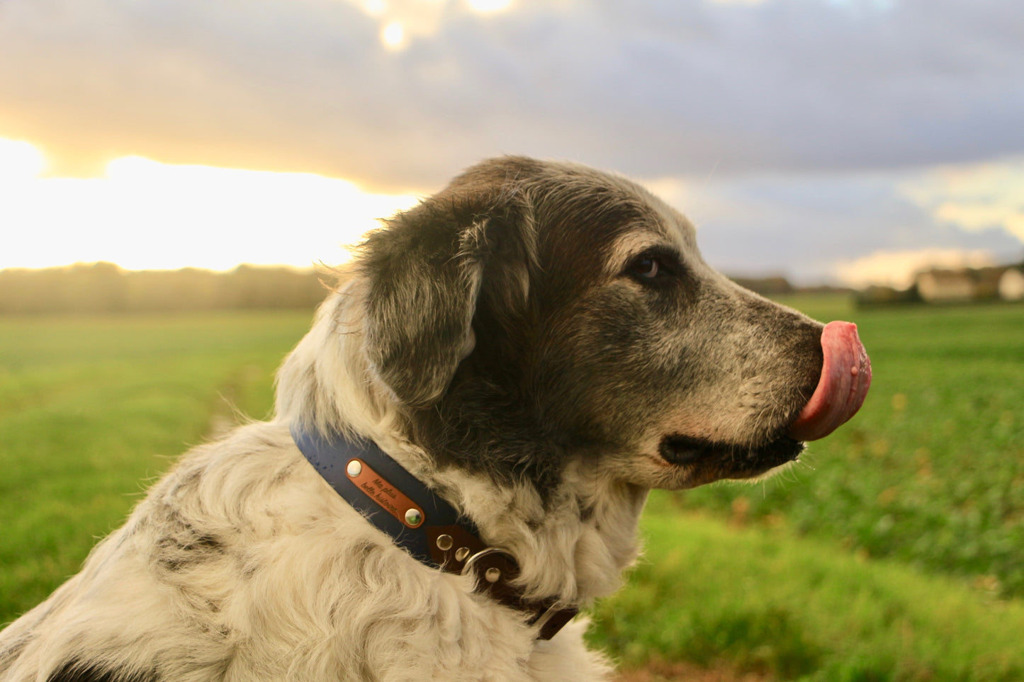 Collier biothane 25/38mm