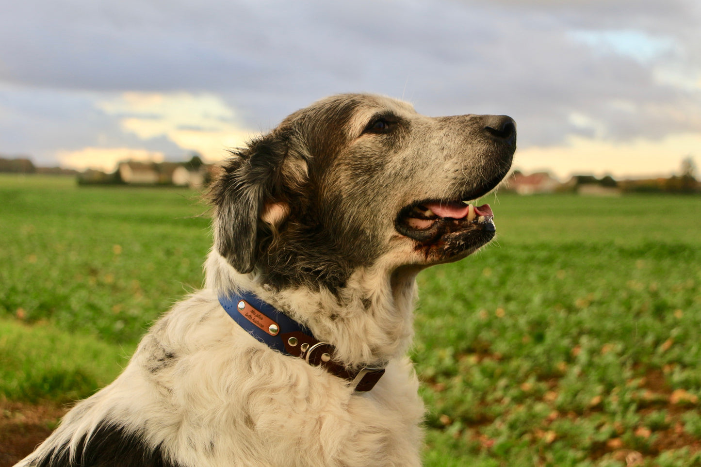 Collier biothane 25/38mm